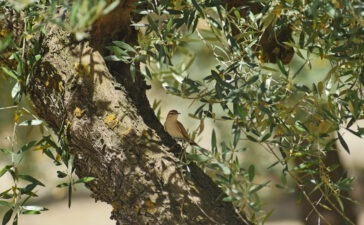 Olivenöle aus Europa tragen zum Klimaschutz bei