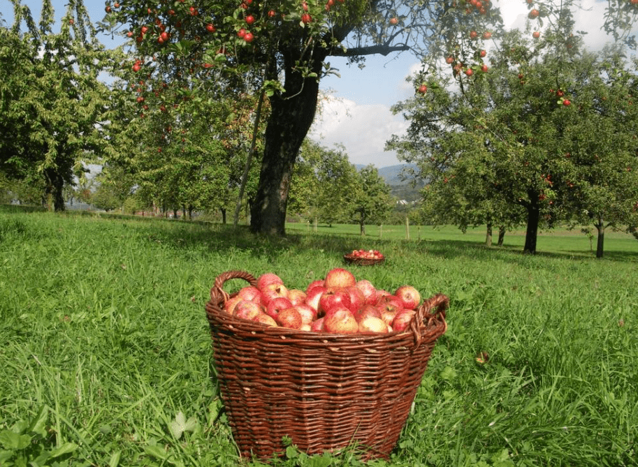 Streuobst