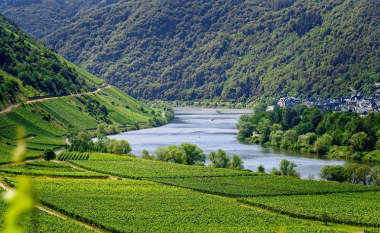 Beste Jungweine 2024: Der große DLG-Jahrgangs-Check