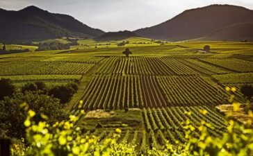 Blick vom Kalmitwingert, Ilbesheim