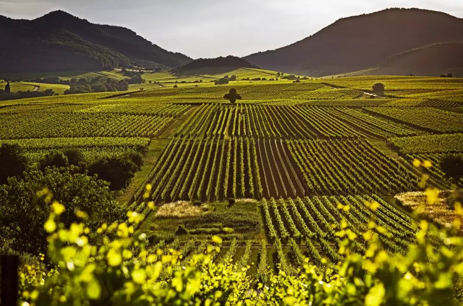 Blick vom Kalmitwingert, Ilbesheim