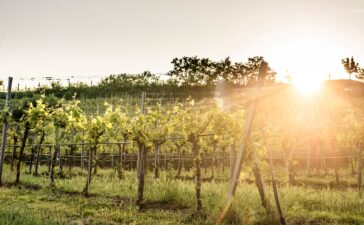Weinfrühling an der Donau