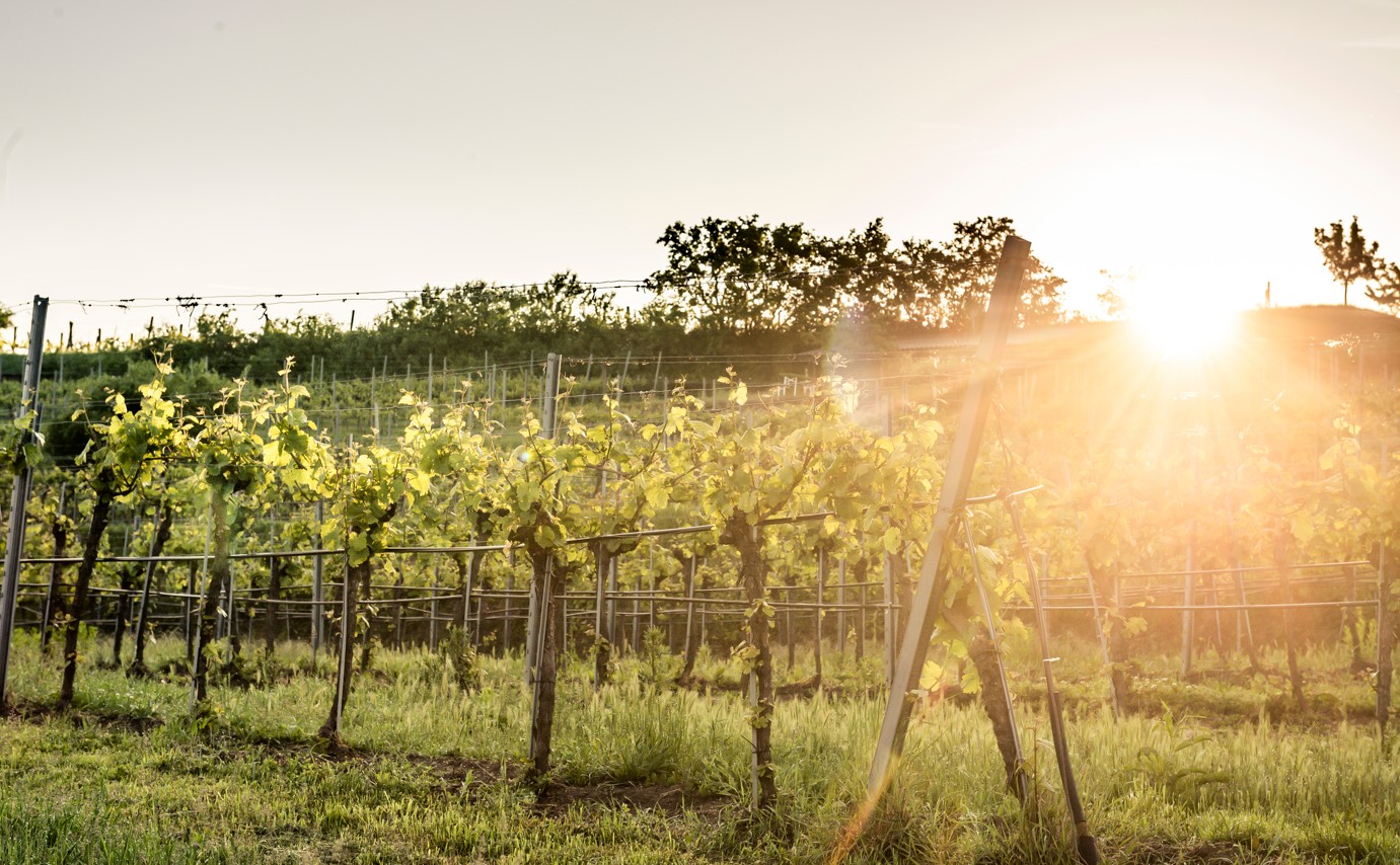Weinfrühling an der Donau