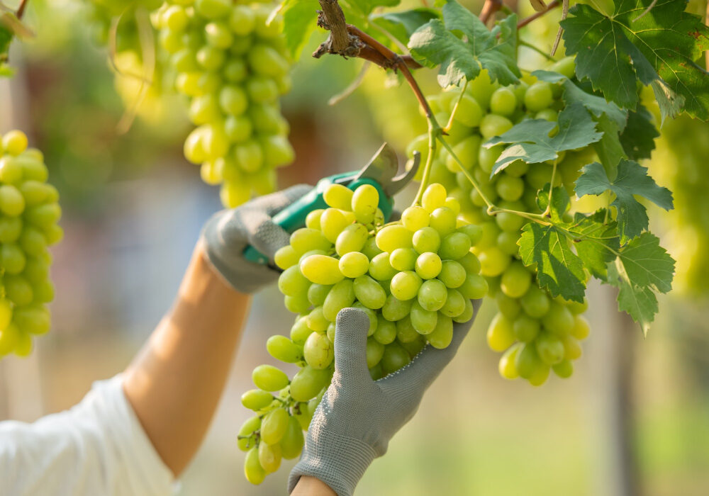 Weinernte Deutschland 2025