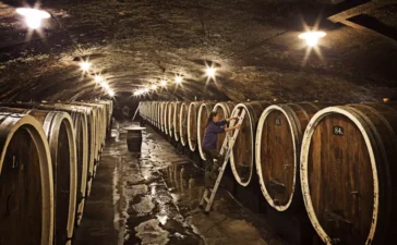 Weinbestände leicht gesunken