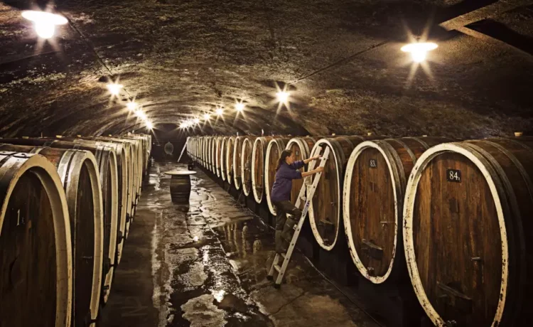 Weinbestände leicht gesunken