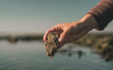 Signe Bogh Tonnesen - Austernsafari