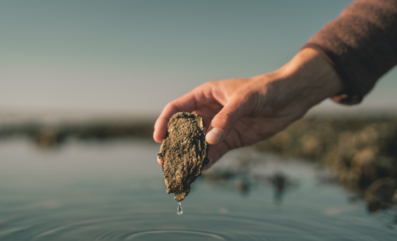 Signe Bogh Tonnesen - Austernsafari